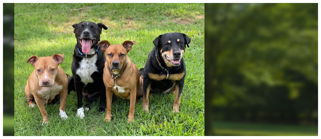 Professional Dog Trainers