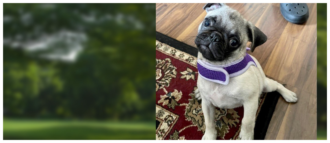 certified dog trainer