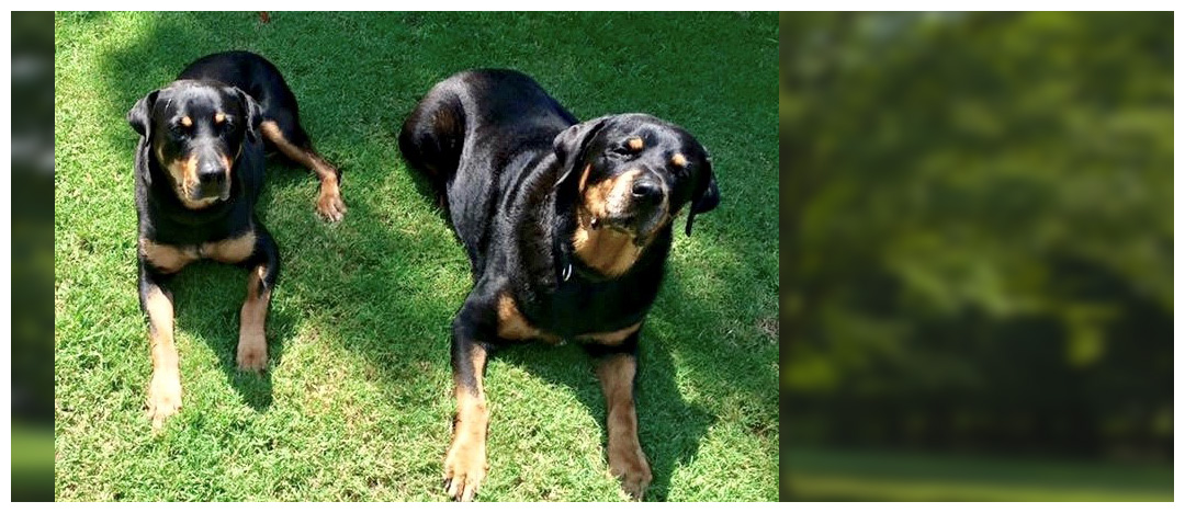 training for aggressive dogs